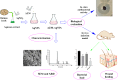 Unlabelled Image