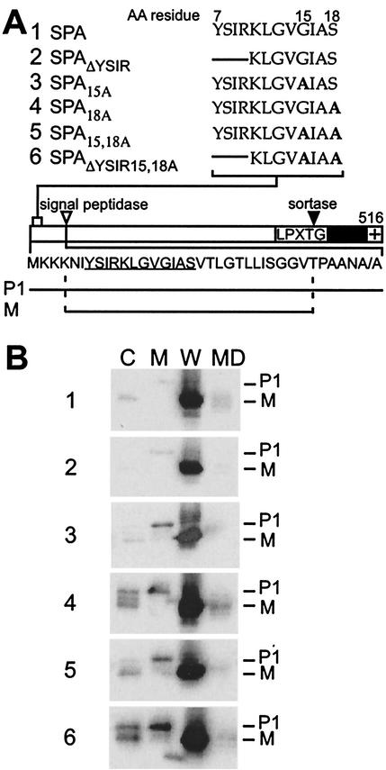 FIG. 1.