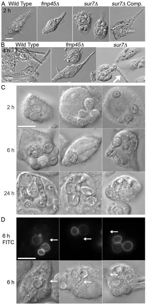 FIG 2 