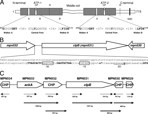 FIG. 1.