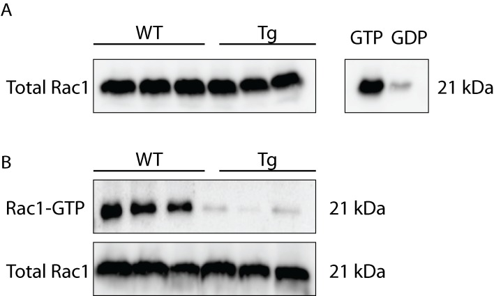 Figure 7—figure supplement 1.