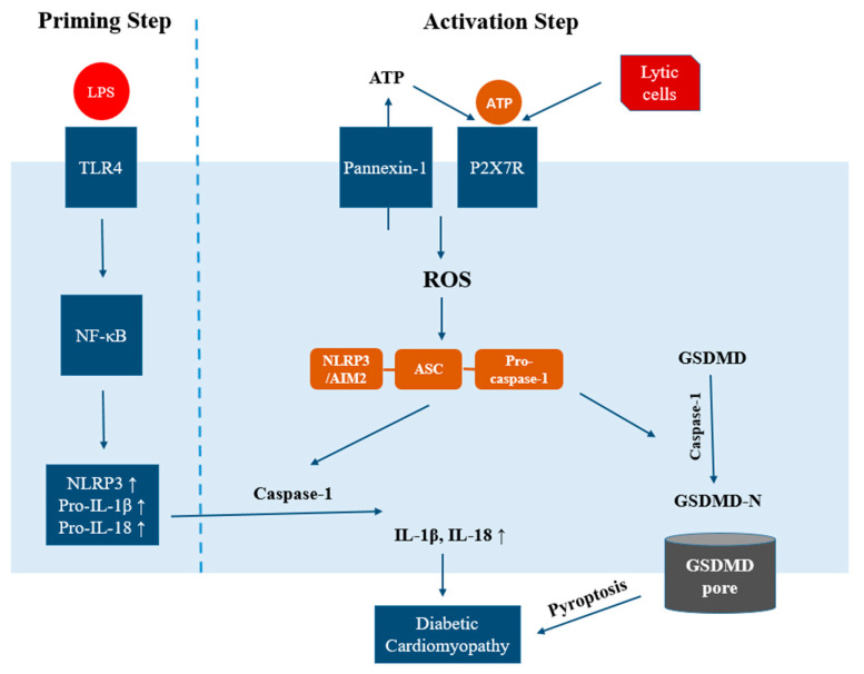 Figure 2