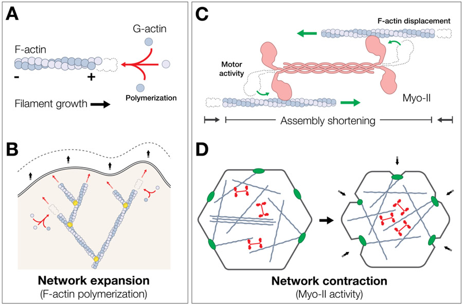 Figure 1: