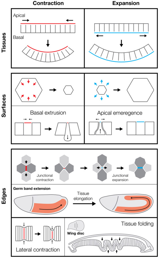 Figure 2: