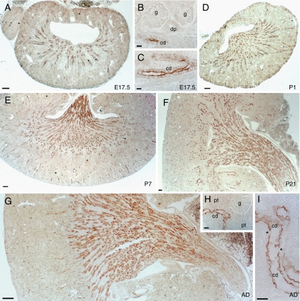 Fig. 7