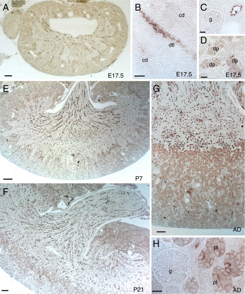 Fig. 6