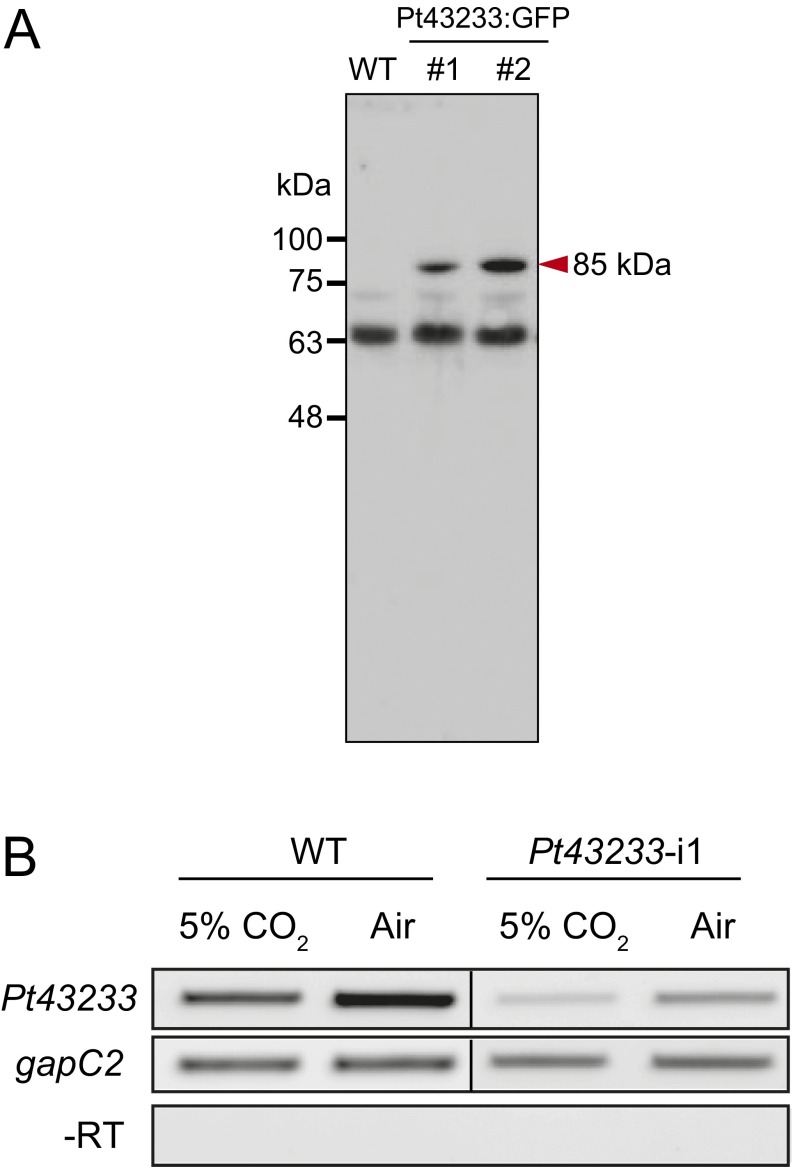 Fig. S6.