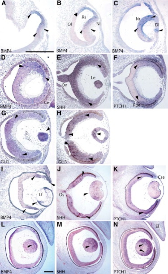 Figure 3