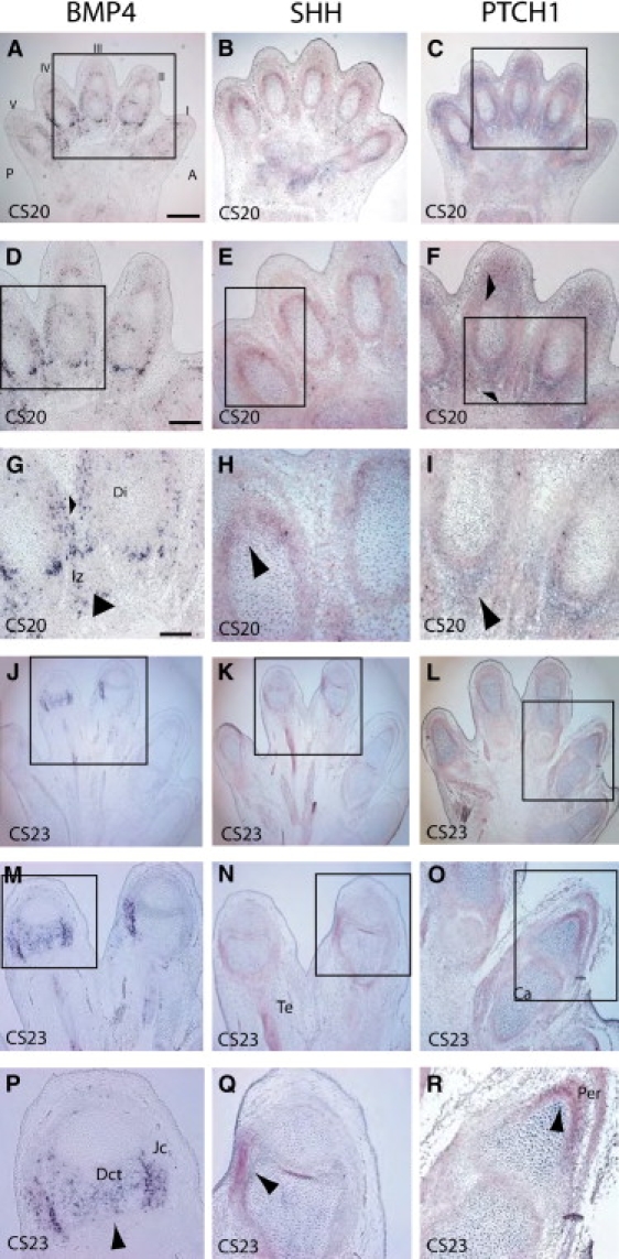 Figure 5