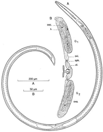 FIG. 1.