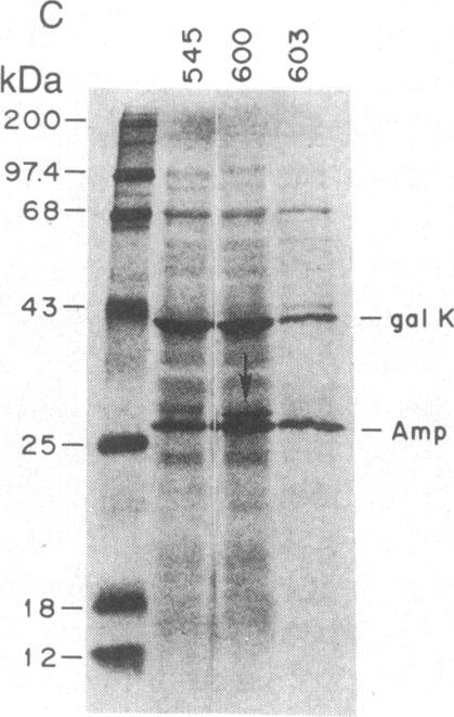 graphic file with name pnas00324-0114-a.jpg