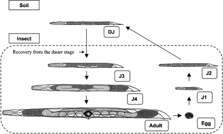 Fig. 8