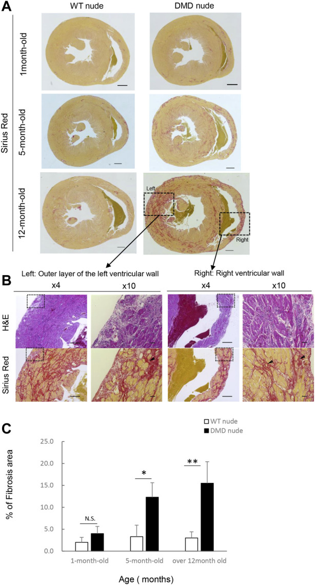 FIGURE 3