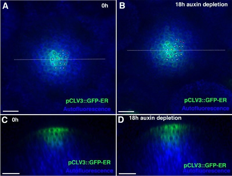 Figure 12—figure supplement 3.