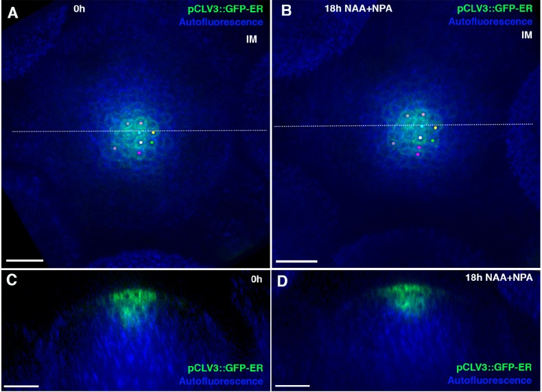 Figure 10—figure supplement 3.