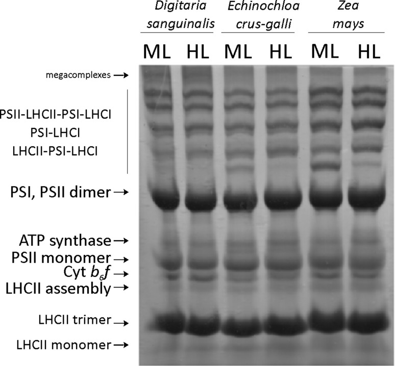 Fig. 6