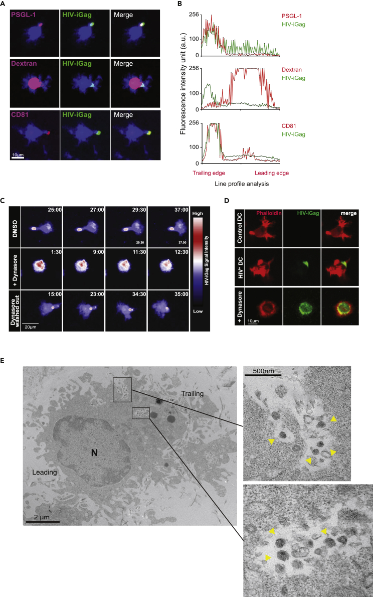 Figure 2