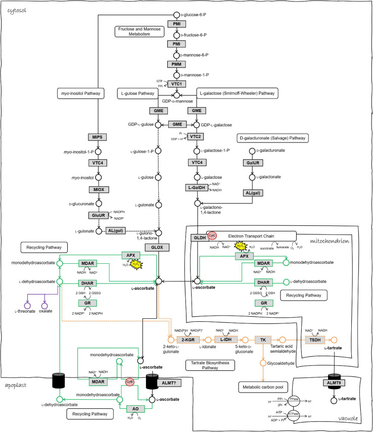 FIGURE 1