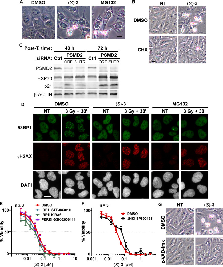 Figure 4—figure supplement 1.