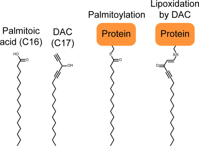 Figure 3—figure supplement 1.