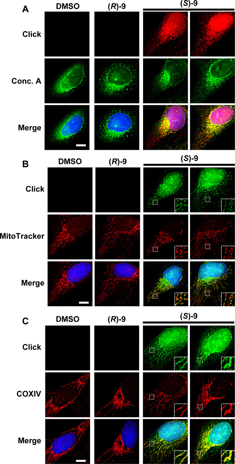 Figure 3—figure supplement 4.