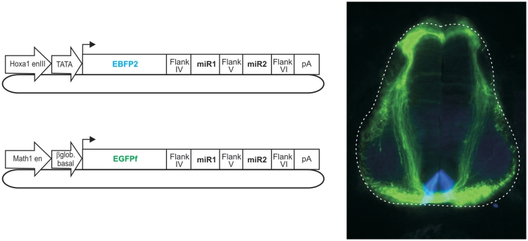 Figure 10.