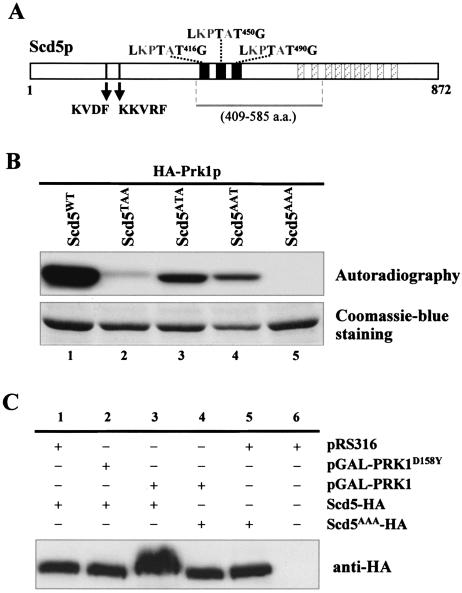 Figure 6.