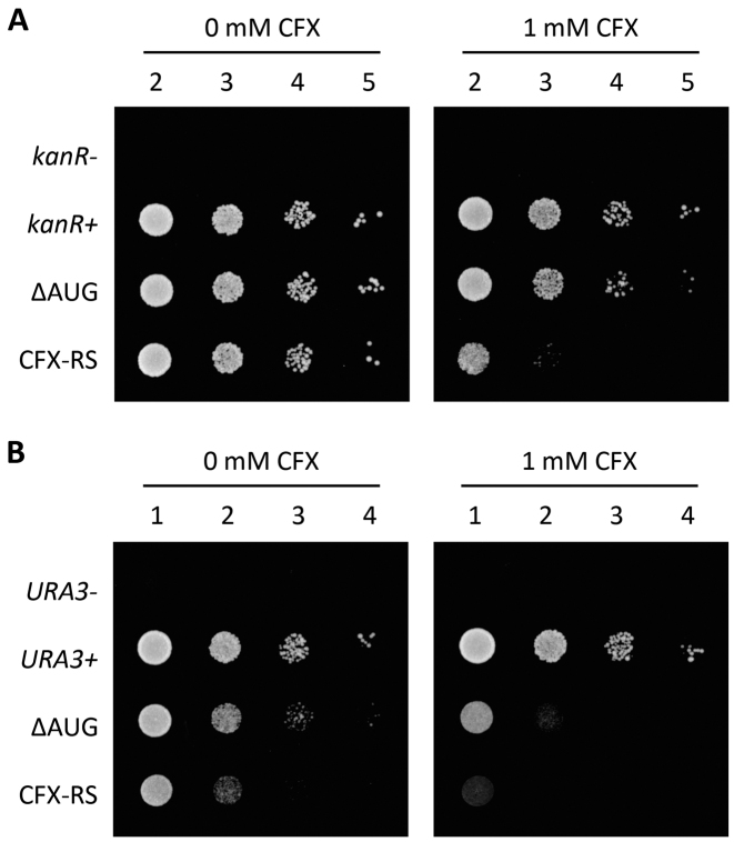 Figure 6.