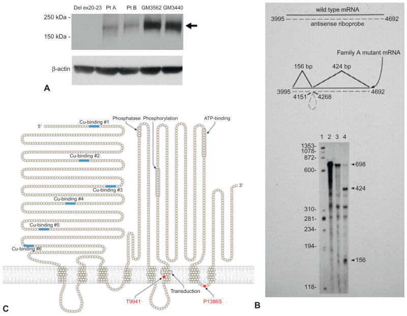 Fig. 180.2