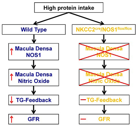 graphic file with name nihms-1534686-f0006.jpg