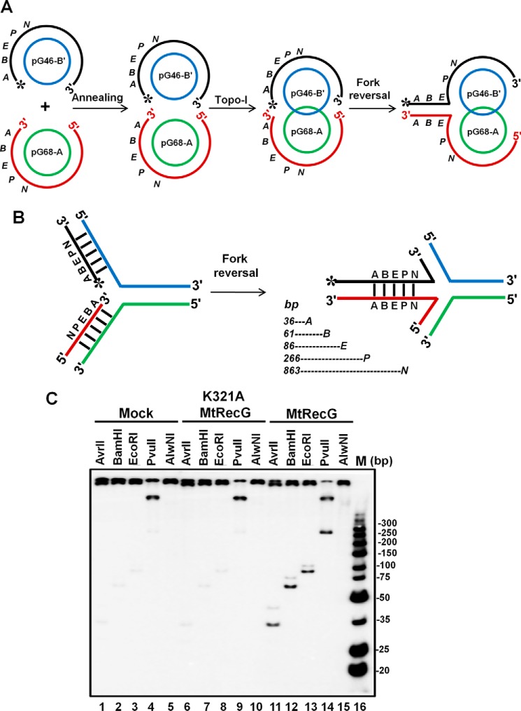 FIGURE 2.