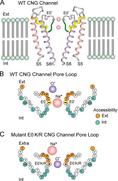 Figure 11.