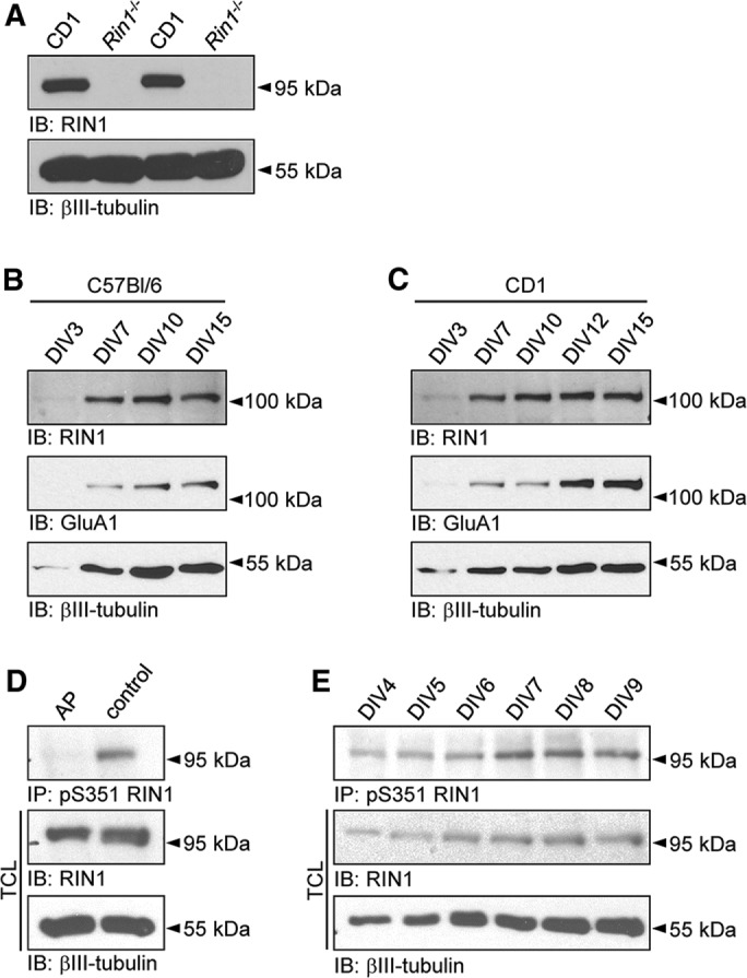 FIGURE 1: