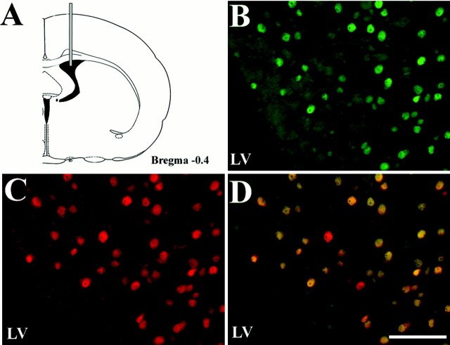 Fig. 11.