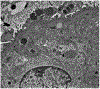 Fig. 3 ∣