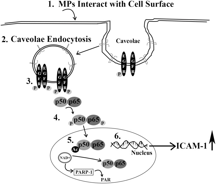 Fig 10