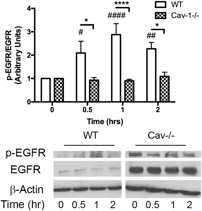 Fig 5