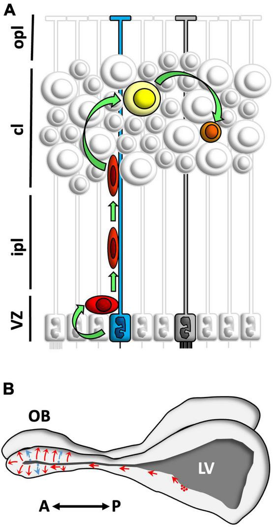 FIGURE 9