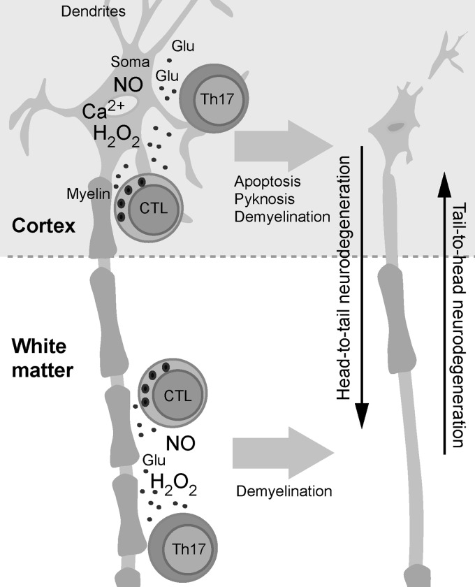 FIG. 16.