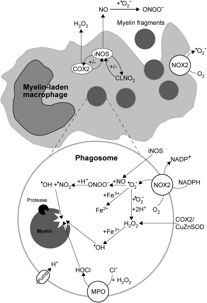 FIG. 12.