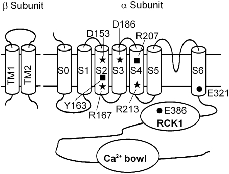 FIGURE 1