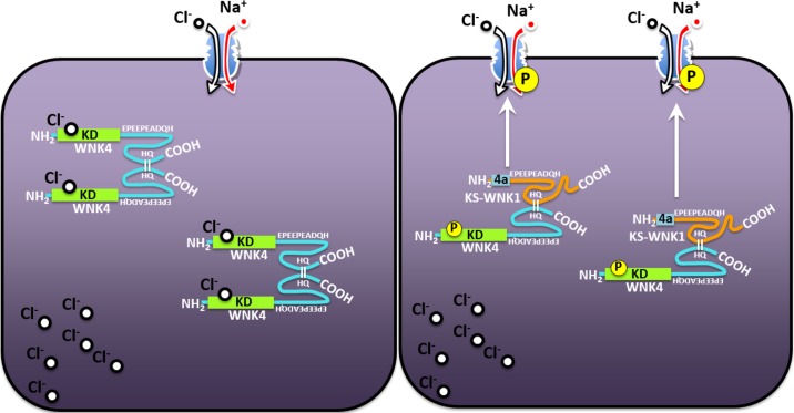 Fig. 9.