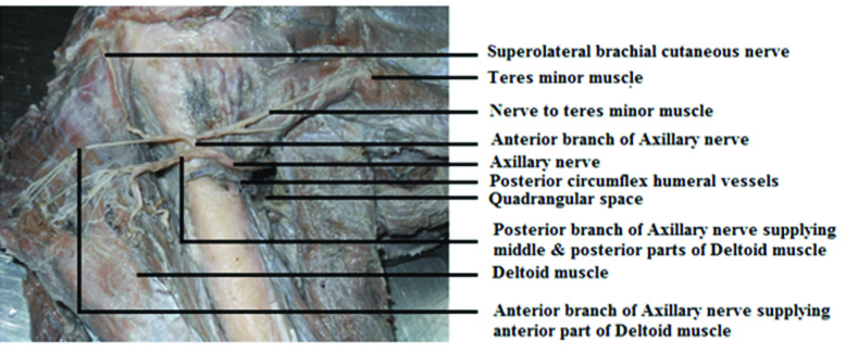 [Table/Fig-2]: