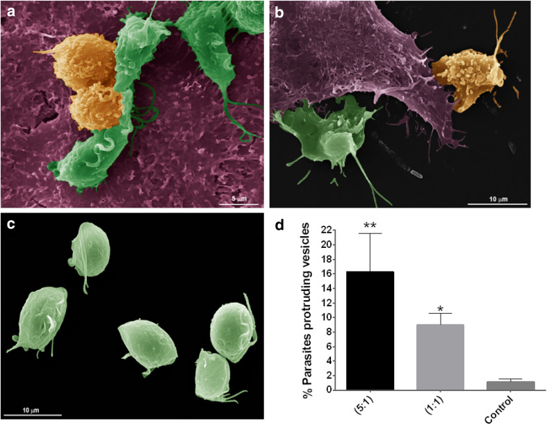 Fig. 6