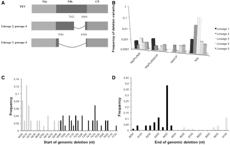 Fig. 2.—