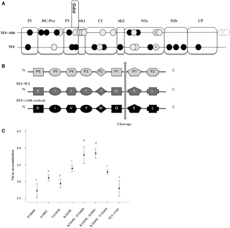 Fig. 4.—