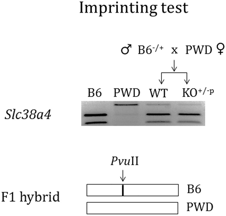 Fig 6