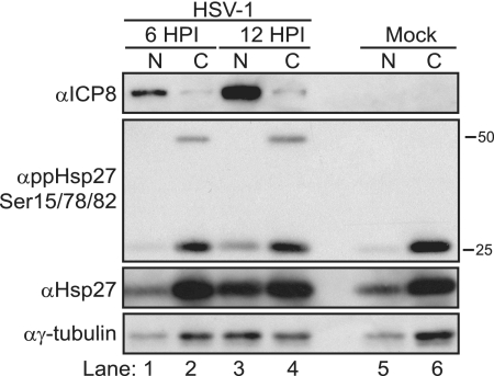 FIG. 5.