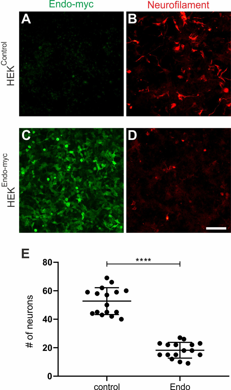 Figure 5—figure supplement 1.