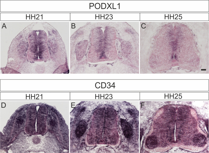 Figure 2—figure supplement 2.